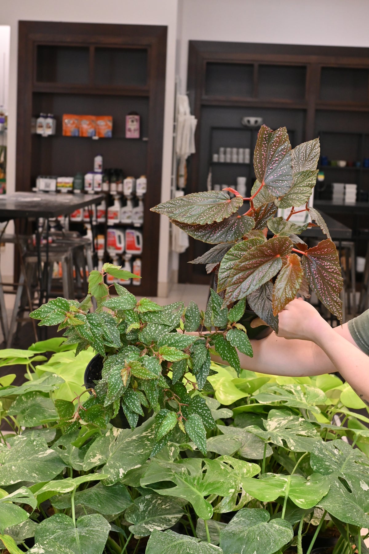 Angel Wing Begonia