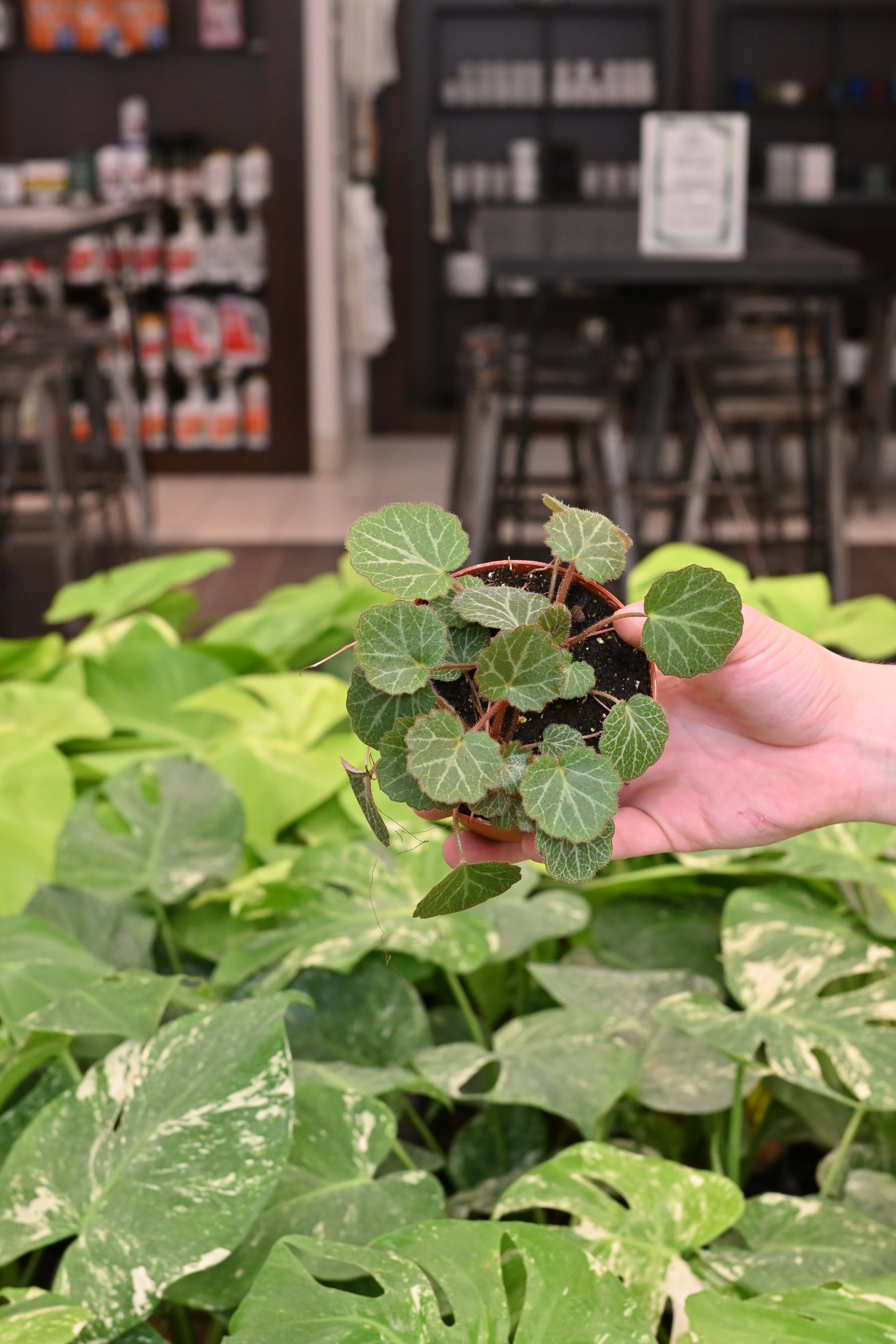 Strawberry Begonia