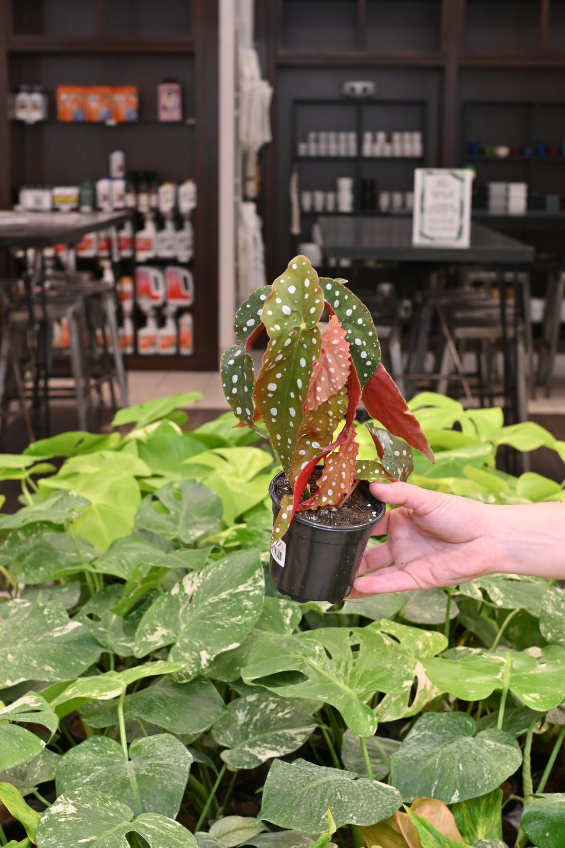 Begonia Maculata