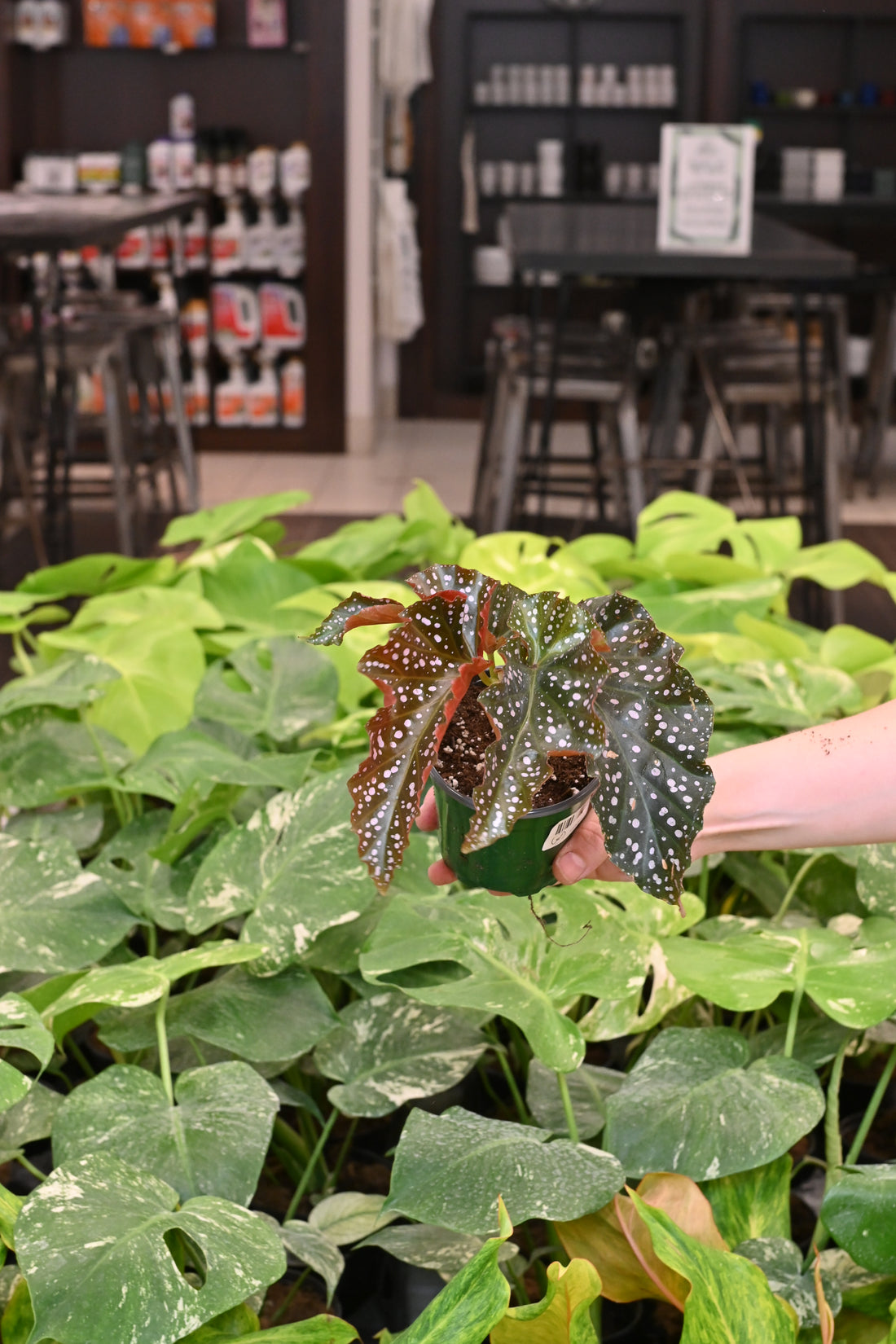 Begonia Cracklin&