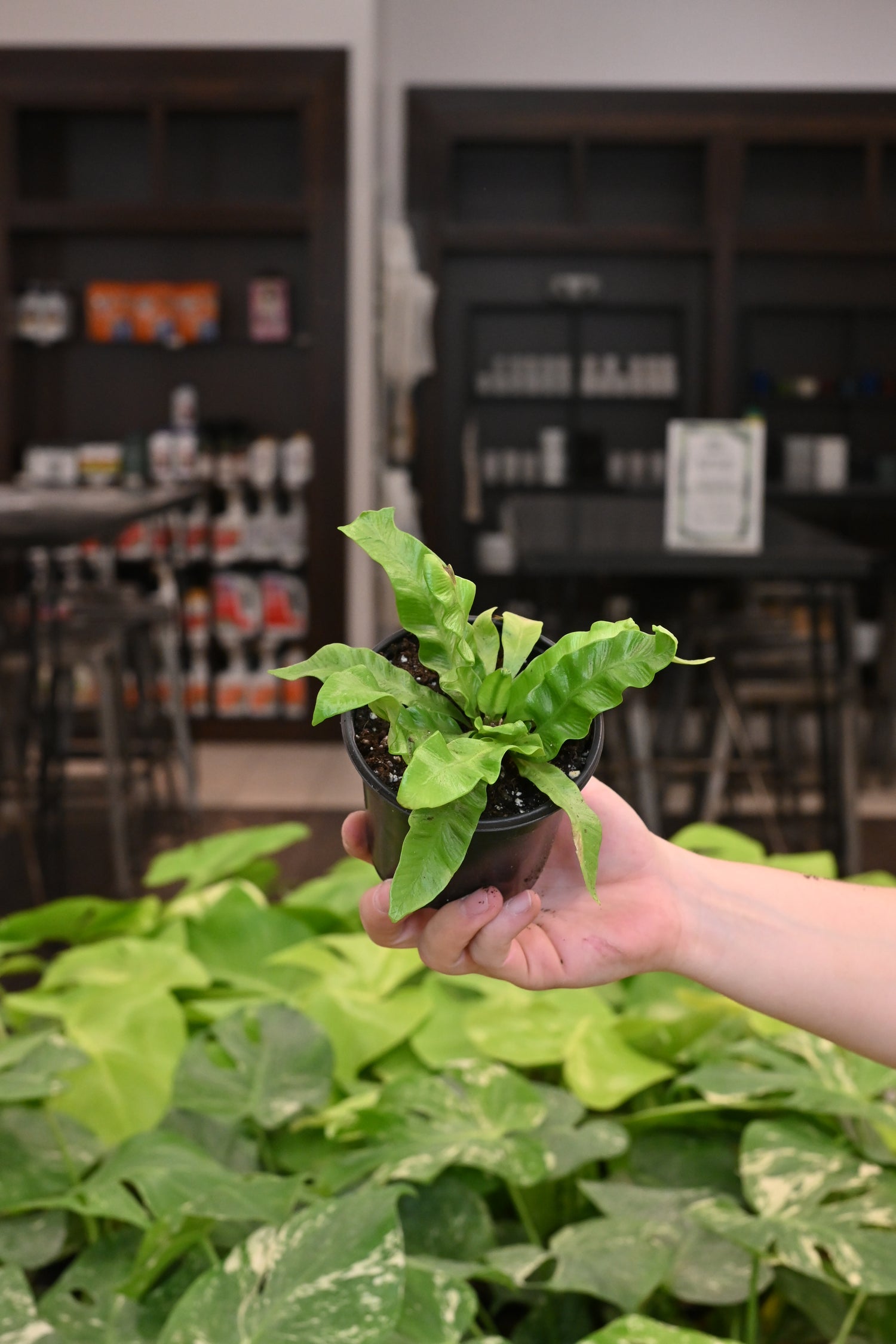 Crispy Wave Fern