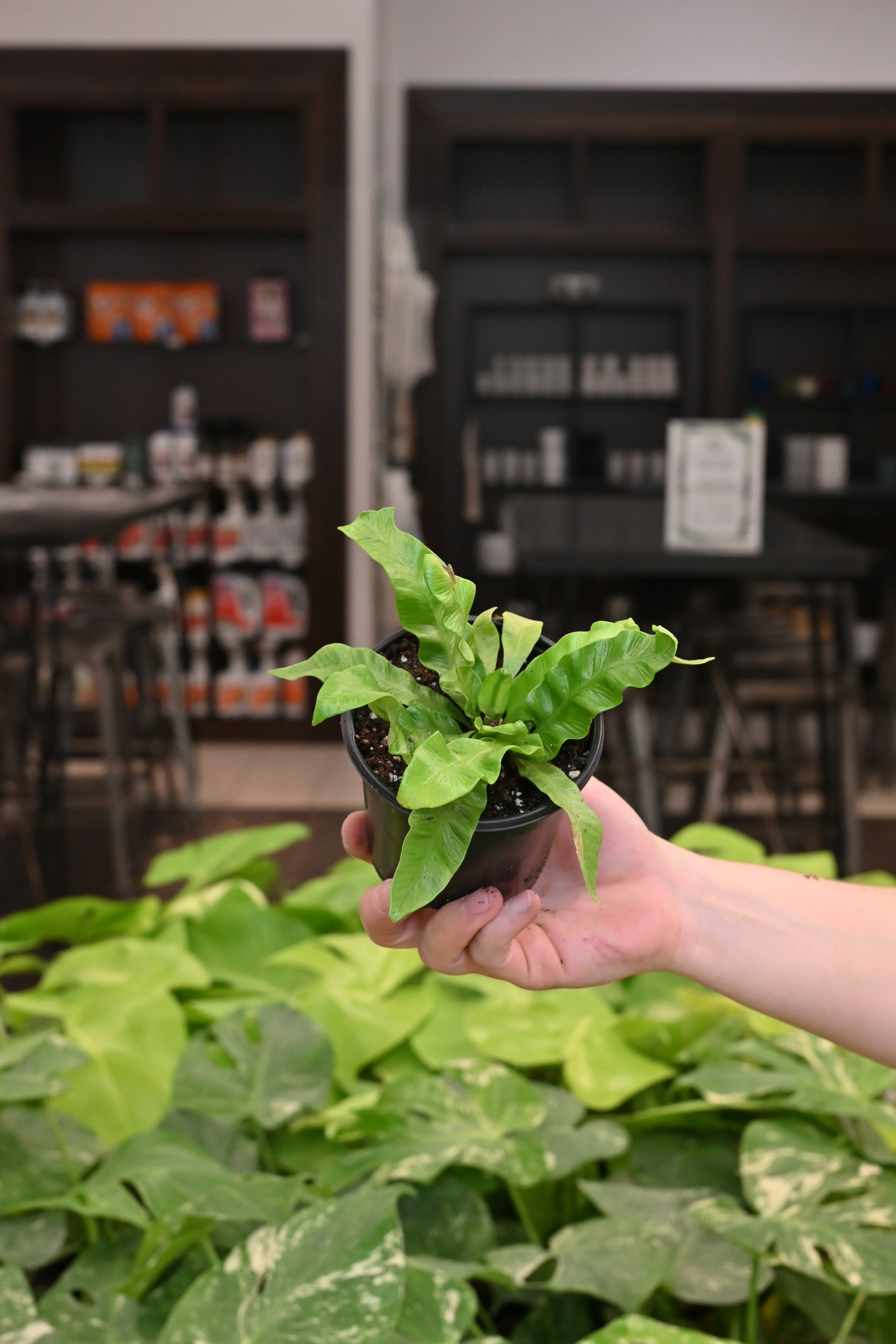 Crispy Wave Fern