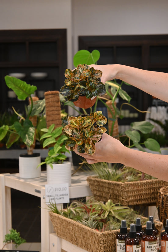 Peperomia Creme Brulee