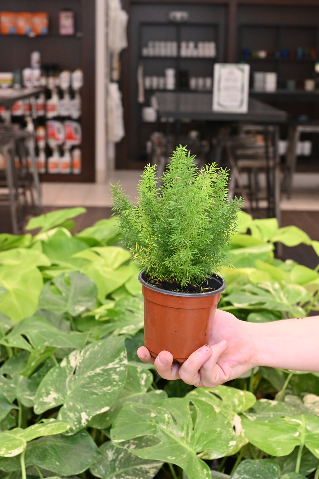 Fern Myersii