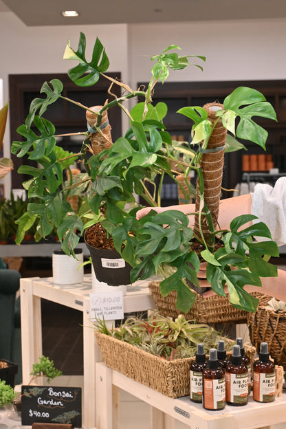 Rhaphidophora Tetrasperma Variegated