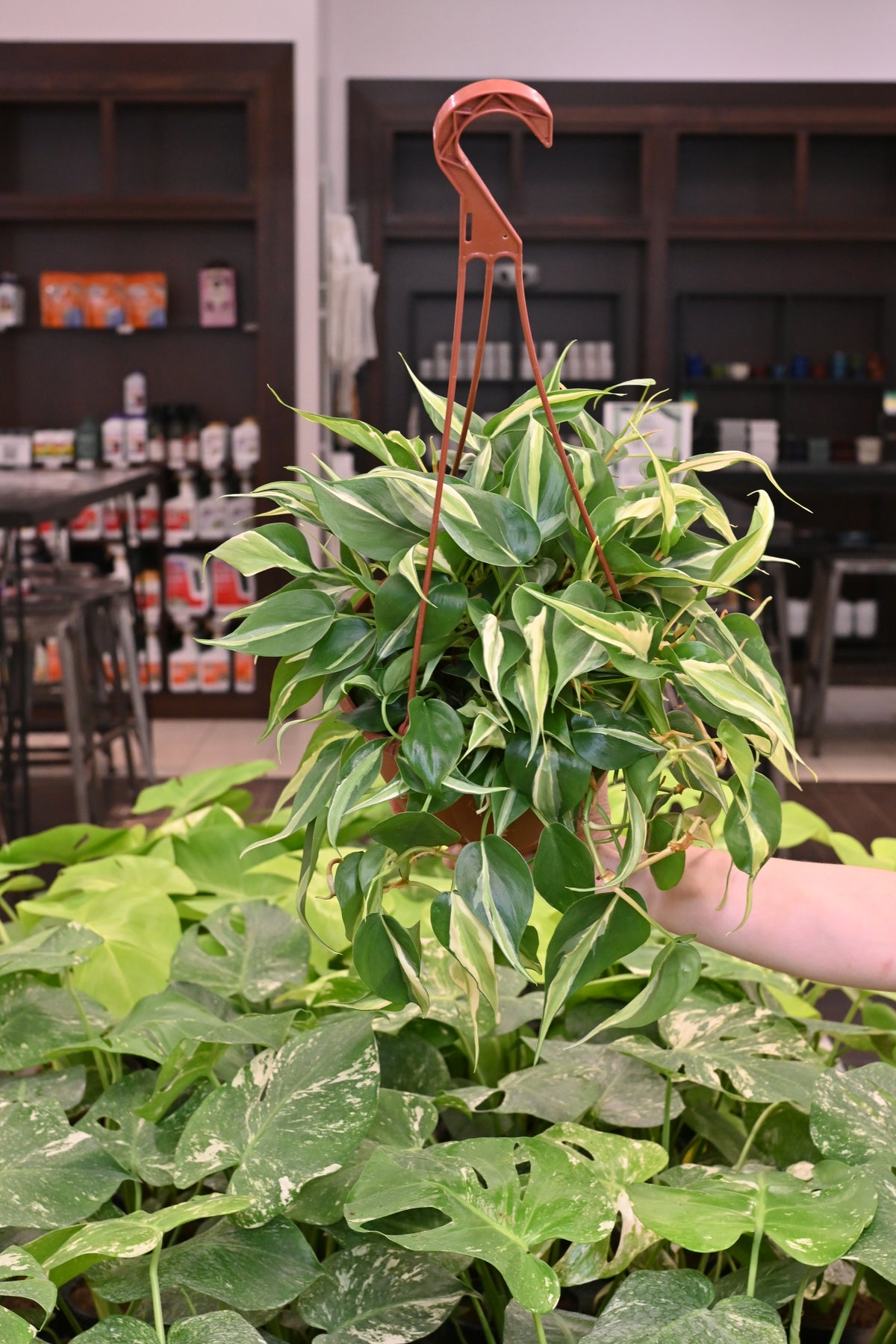 Philodendron Silver Stripe