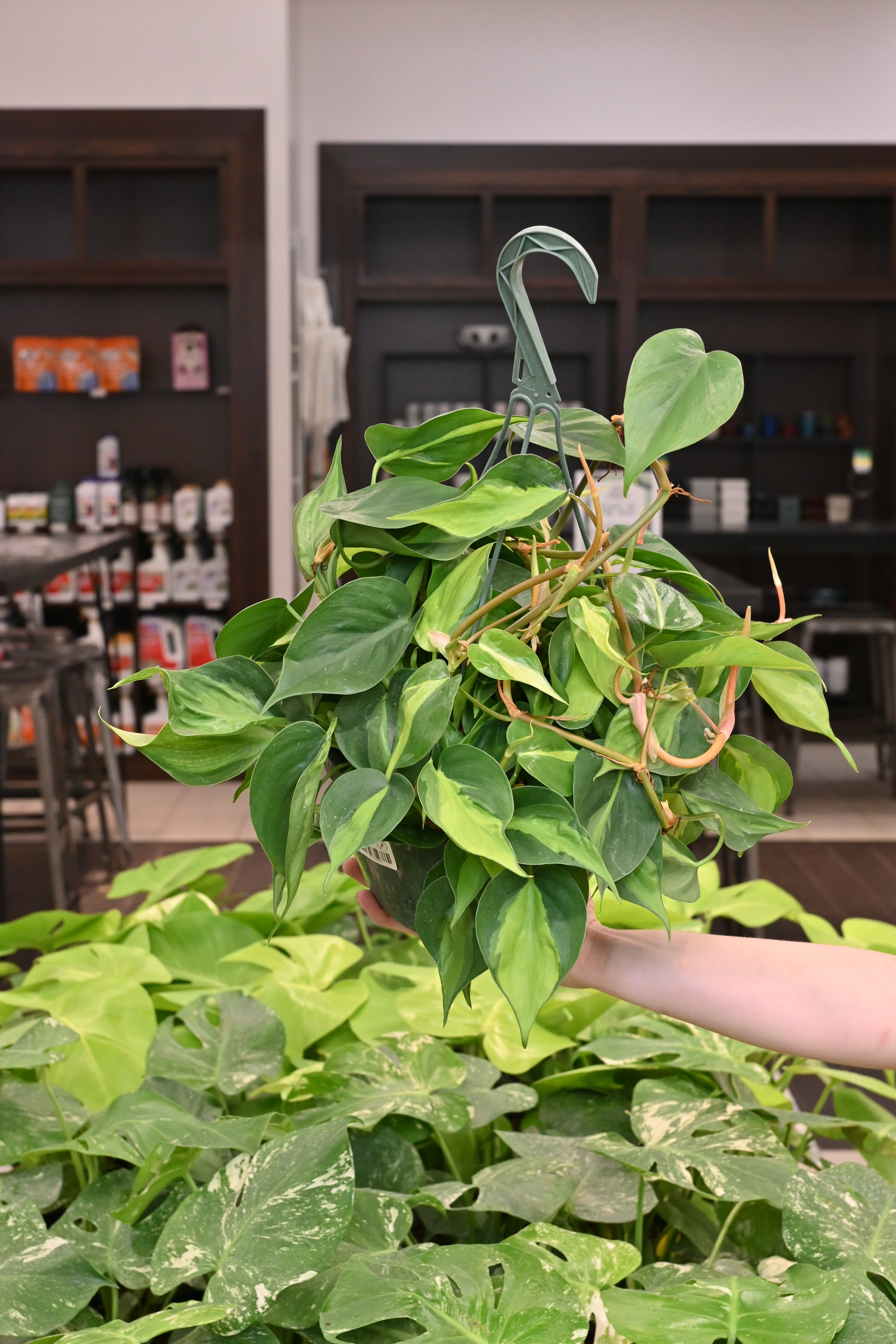 Philodendron Brazil