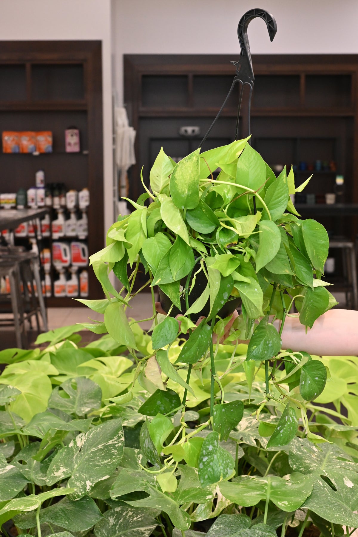 Neon Pothos