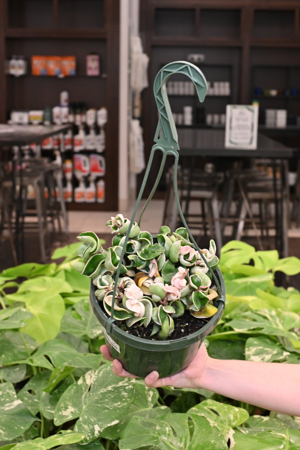 Hoya Compacta Variegated