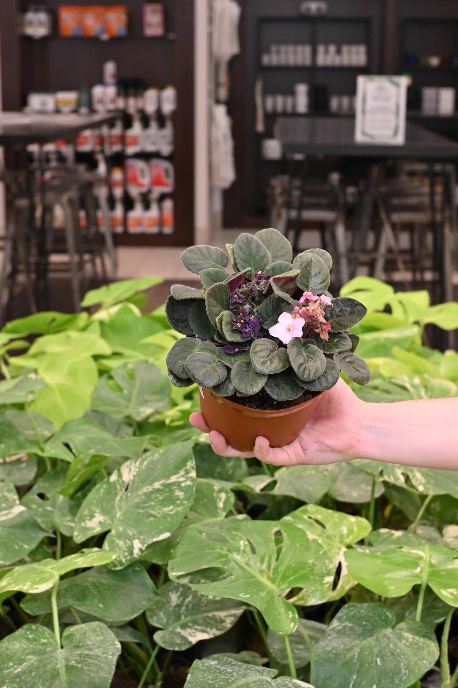 African Violet Assorted