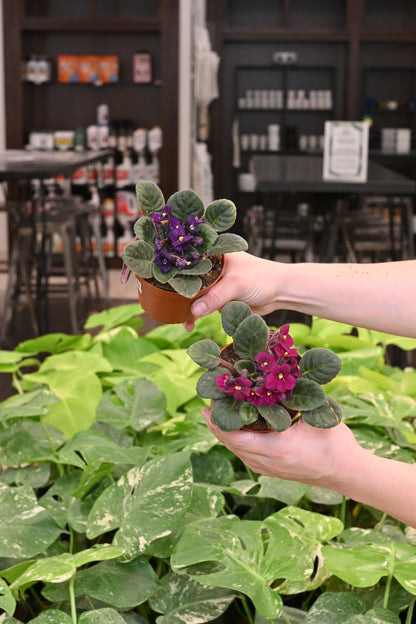 African Violet Assorted