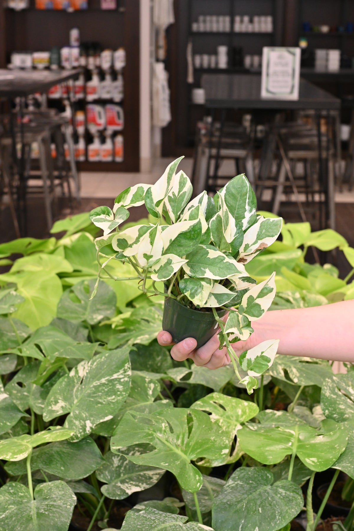 Pothos n Joy