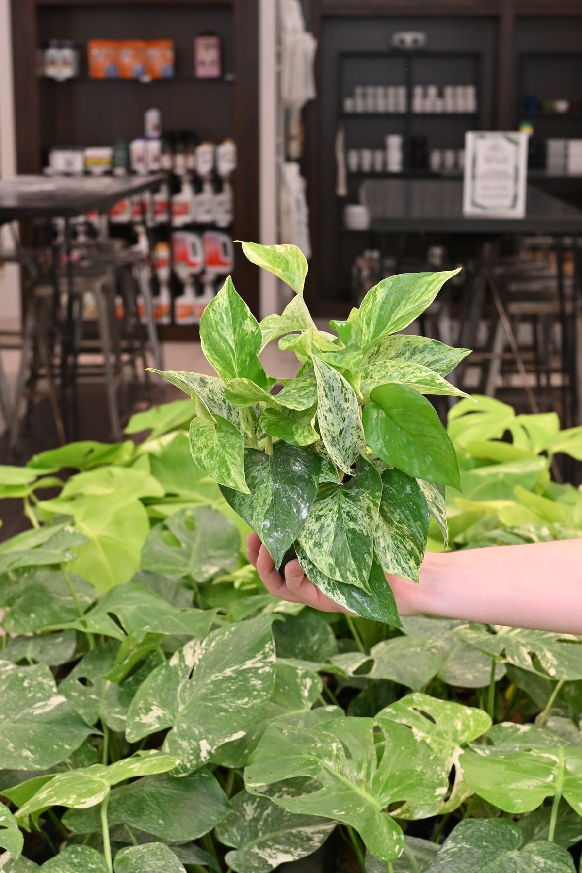 Marble Queen Pothos