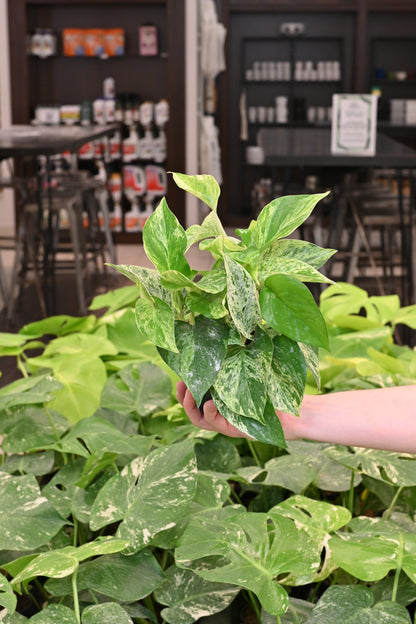Marble Queen Pothos