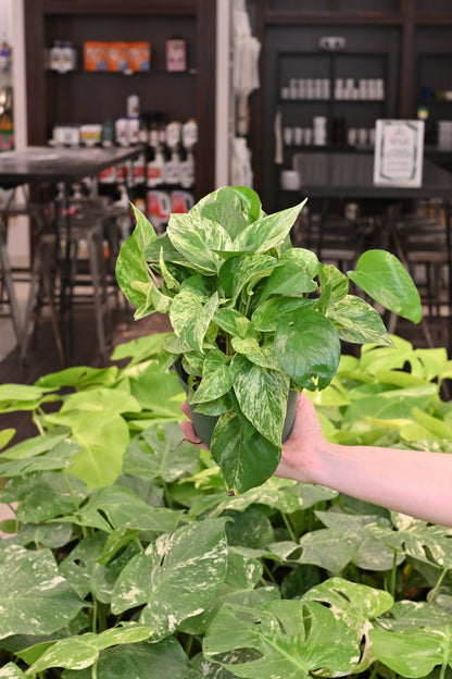 Marble Queen Pothos