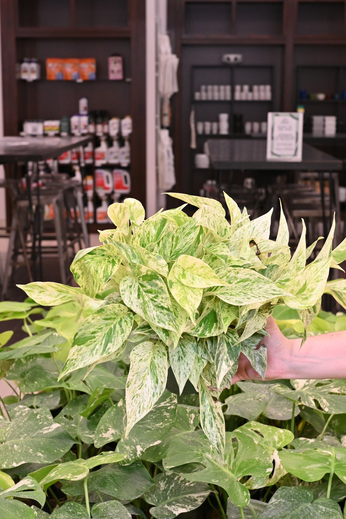 Snow Queen Pothos