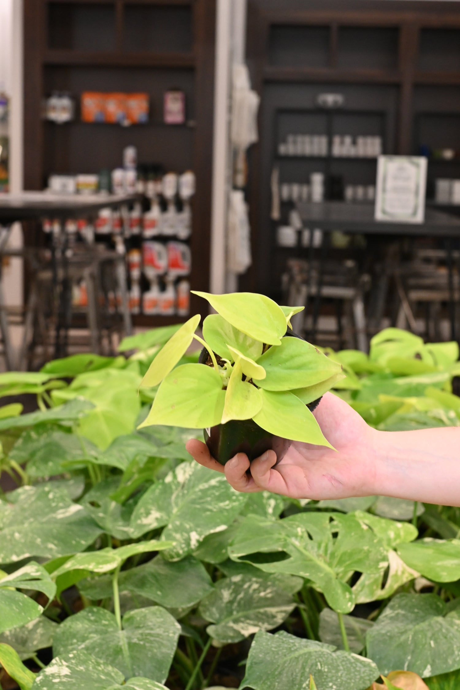 Philodendron Cordatum Lemon