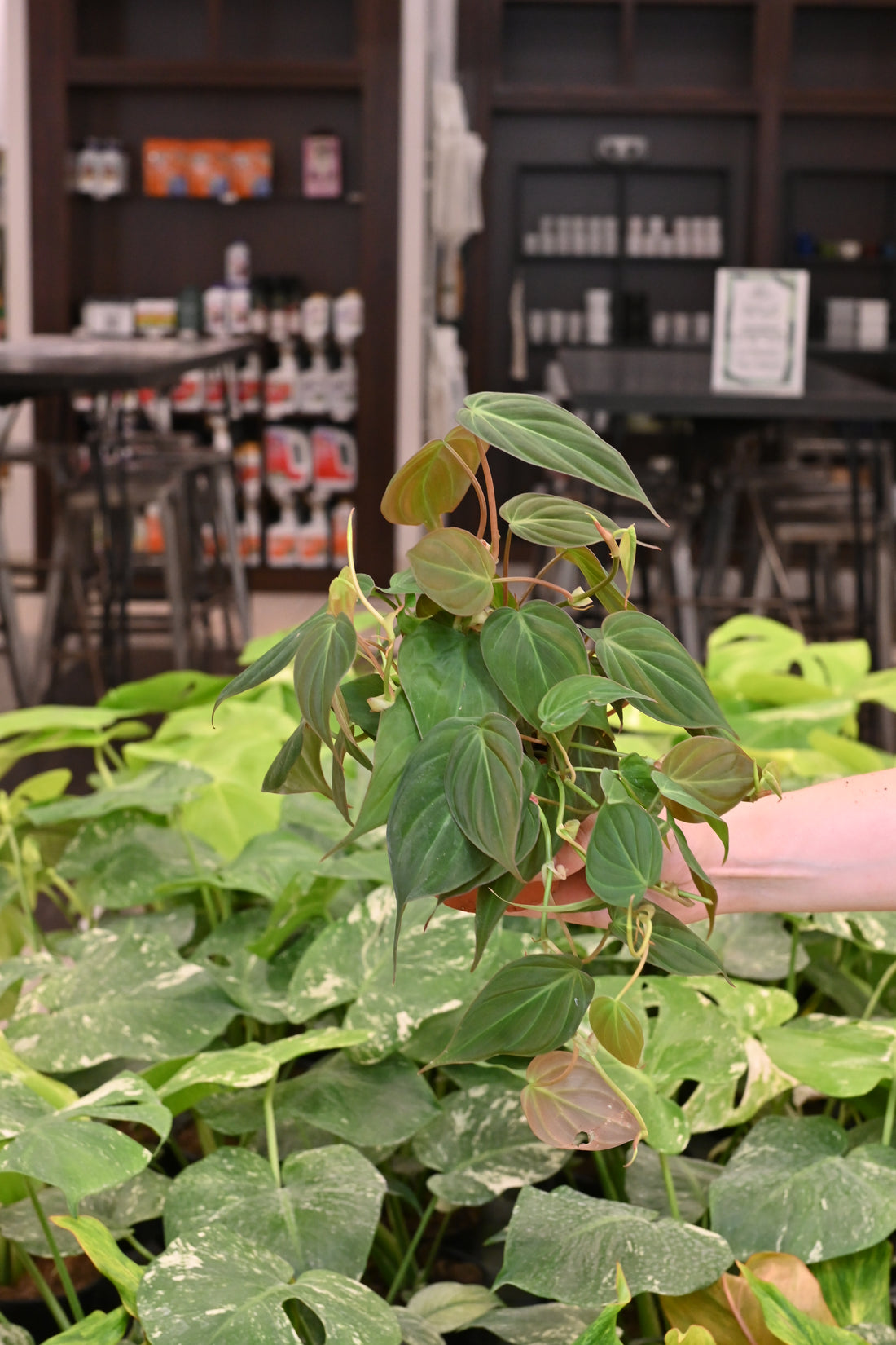 Philodendron Micans