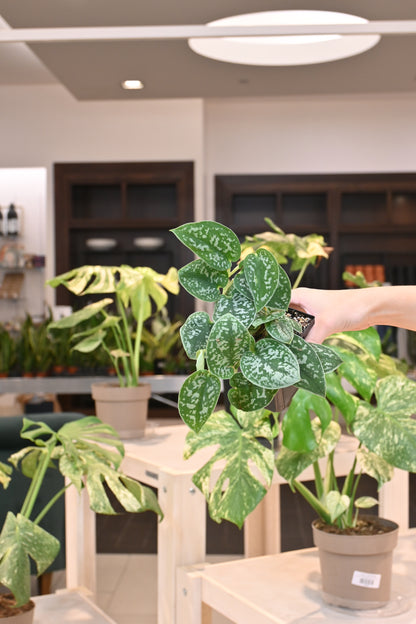 Scindapsus Silvery Ann