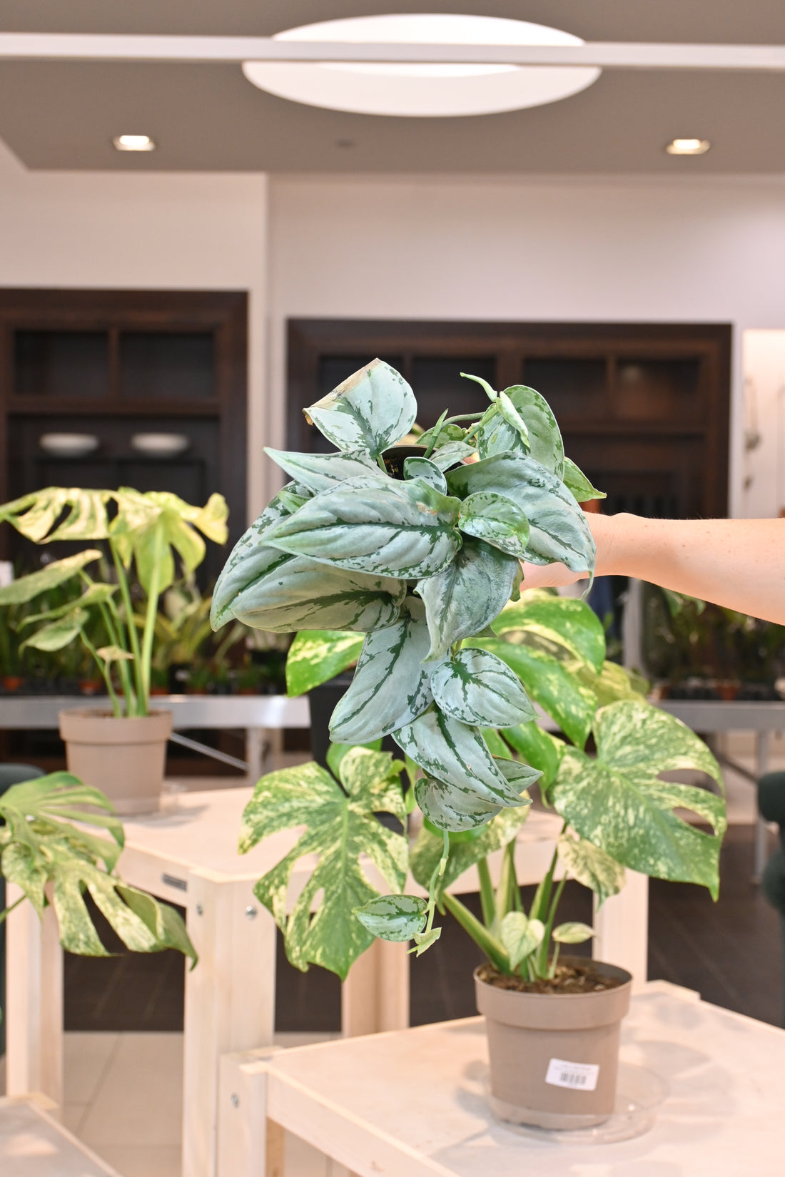 Scindapsus sp. Kalimantan