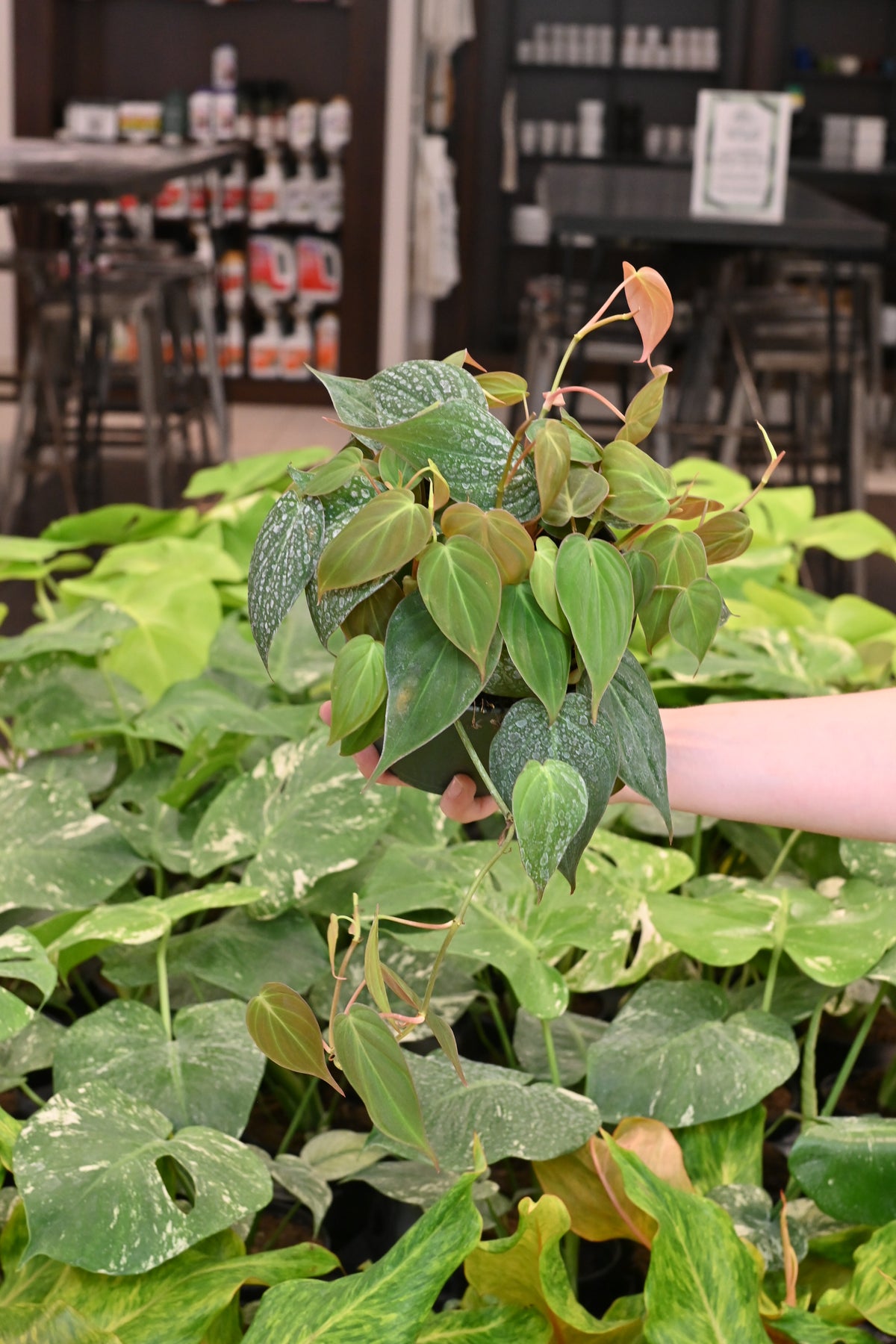 Philodendron Micans