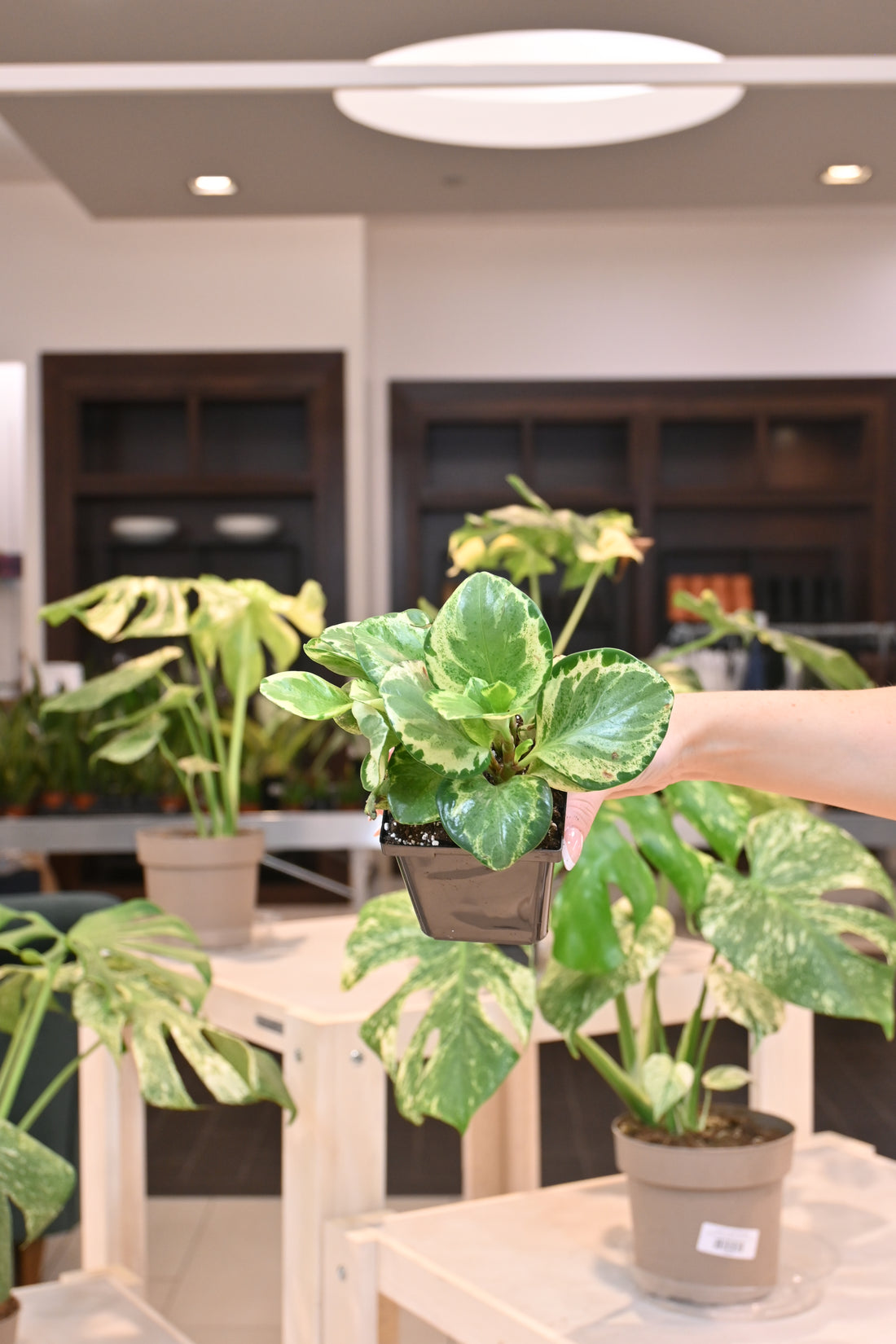 Peperomia Obtusifolia Golden Gate