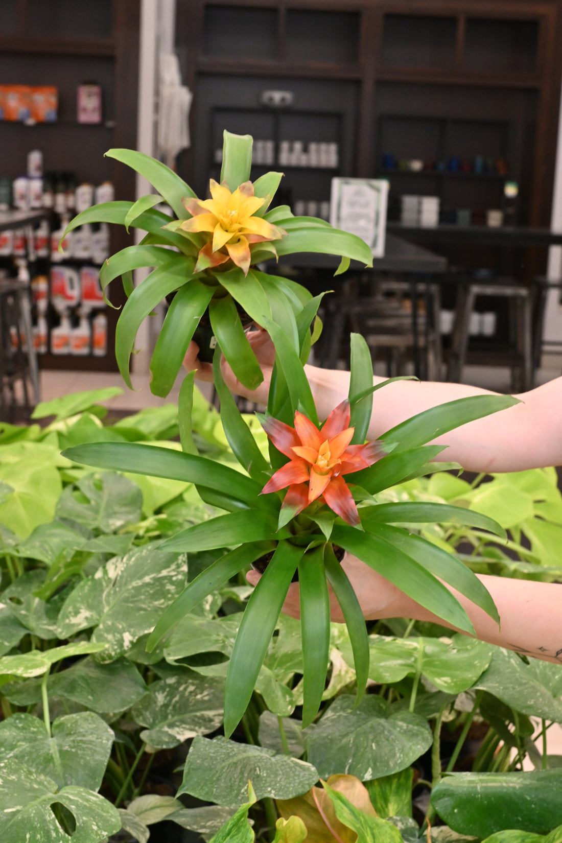 Bromeliad Assorted