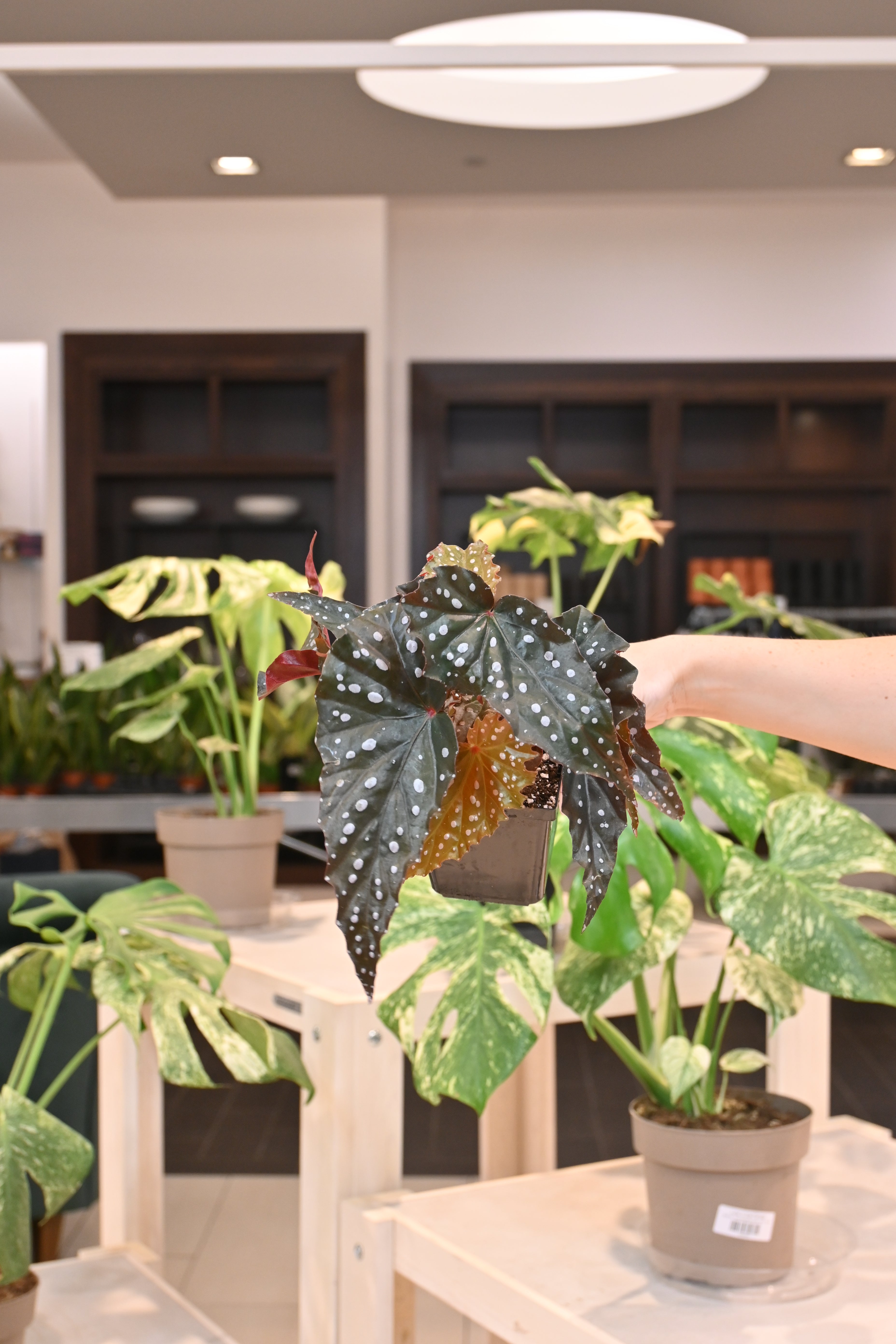 Begonia Black Forest