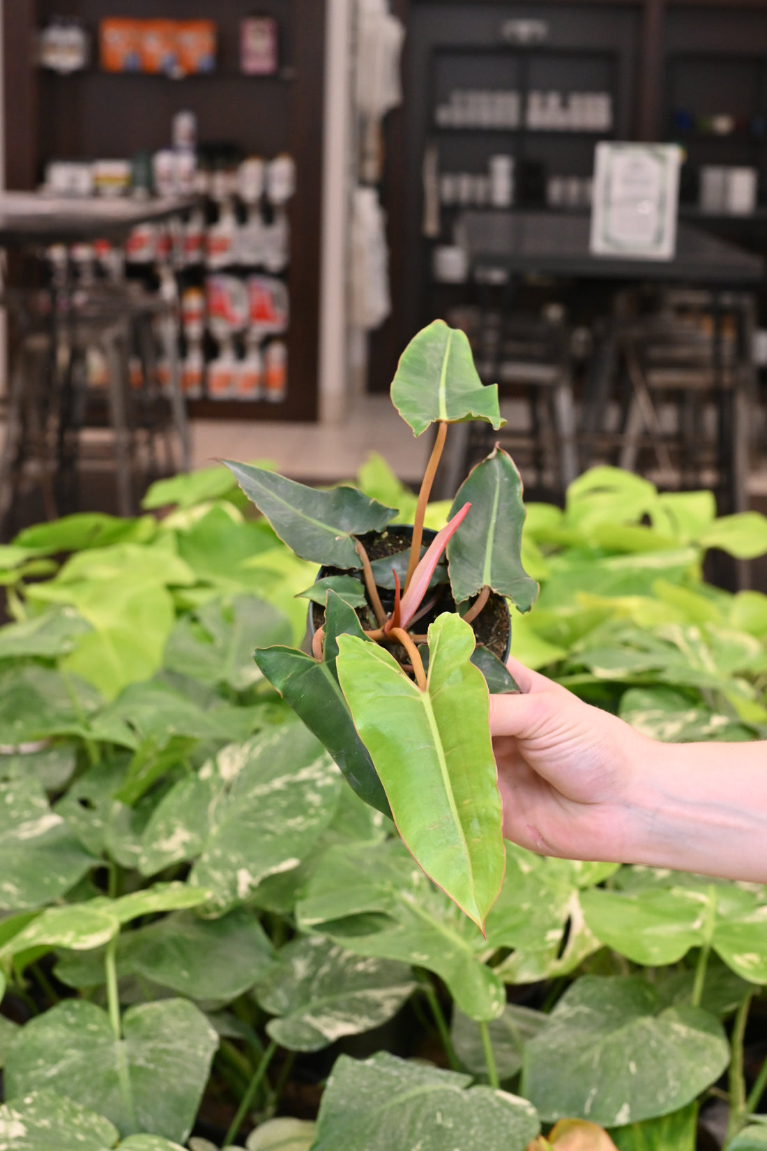 Philodendron Billietiae