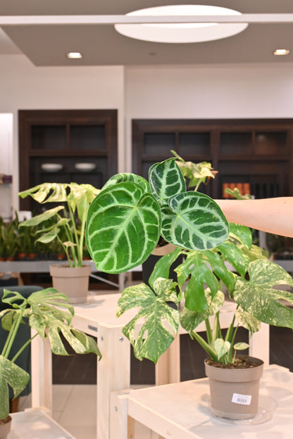 Anthurium Dorayaki Silver Blush