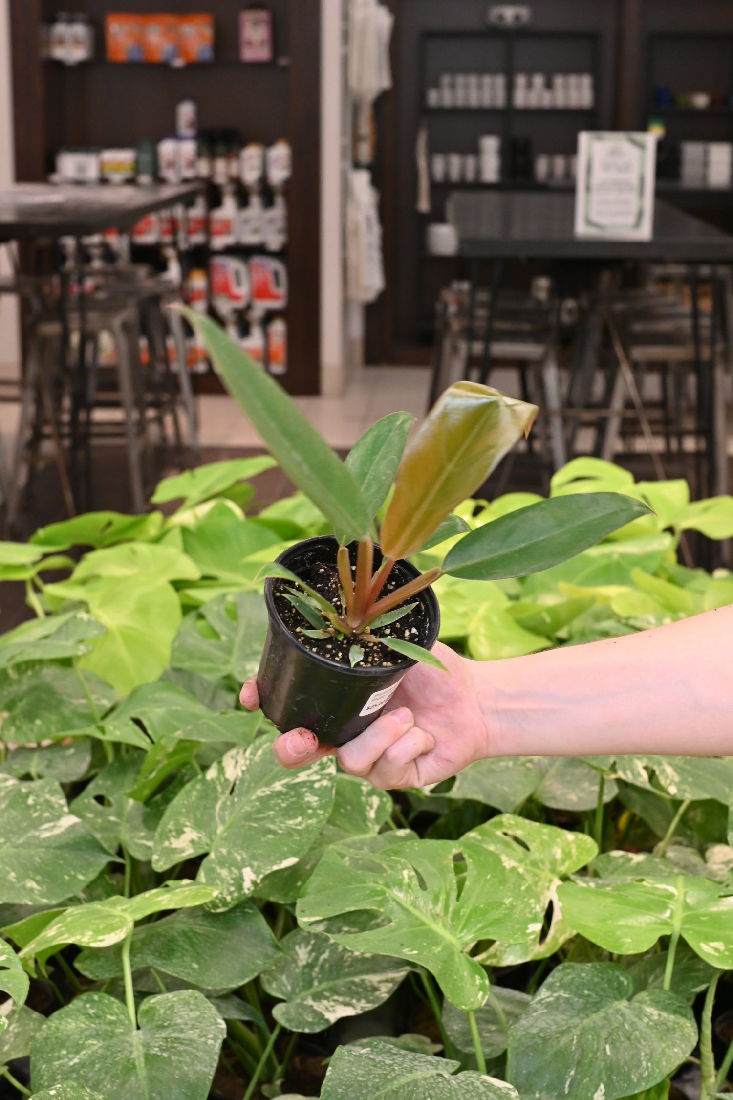 Philodendron Pluto
