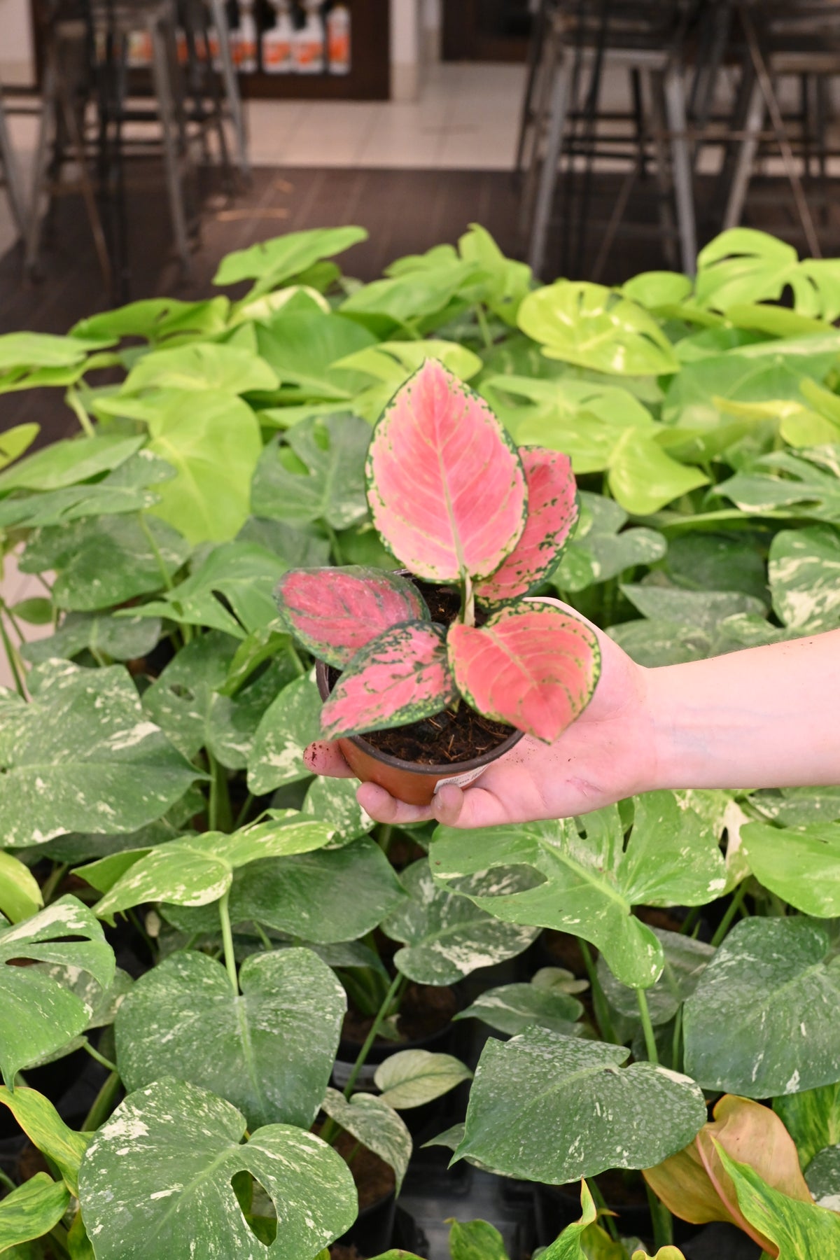 Aglaonema Very Red