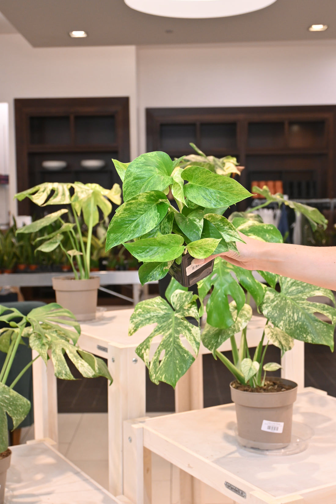 Marble Queen Pothos