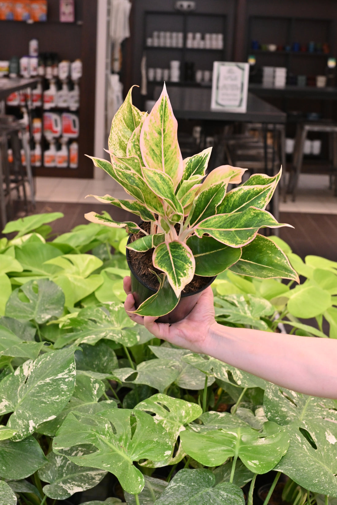 Aglaonema Pink Siam