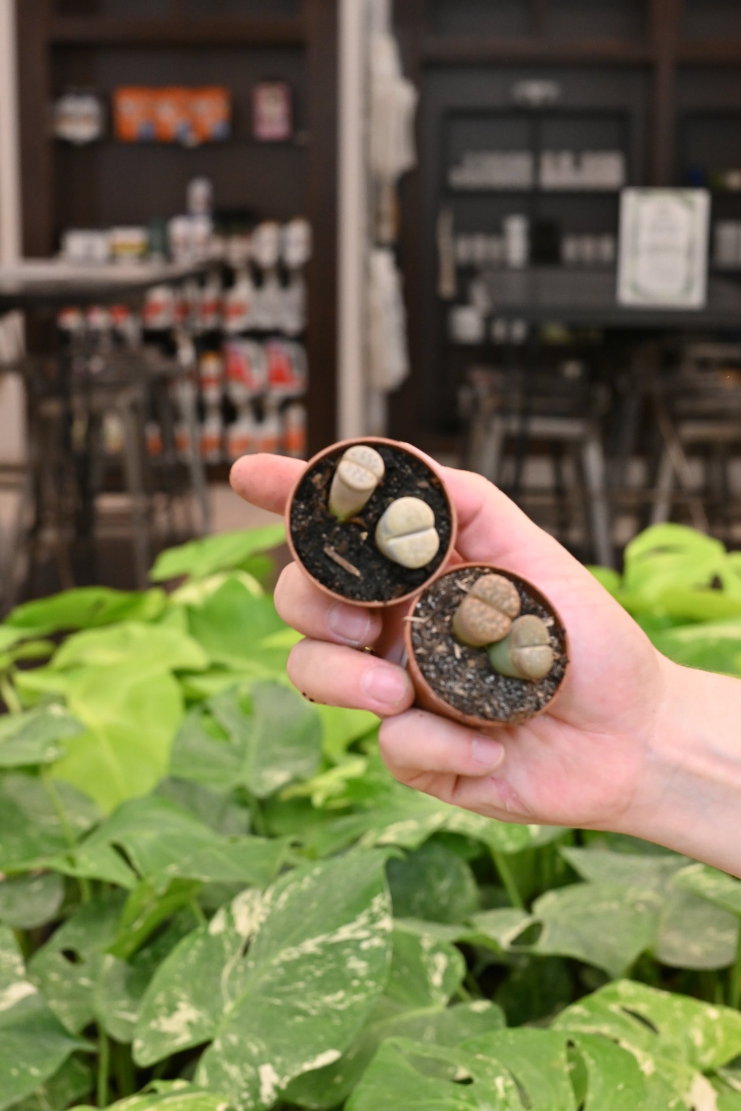 Lithop