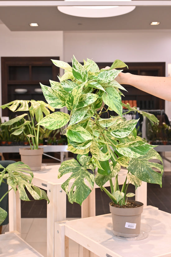 Snow Queen Pothos