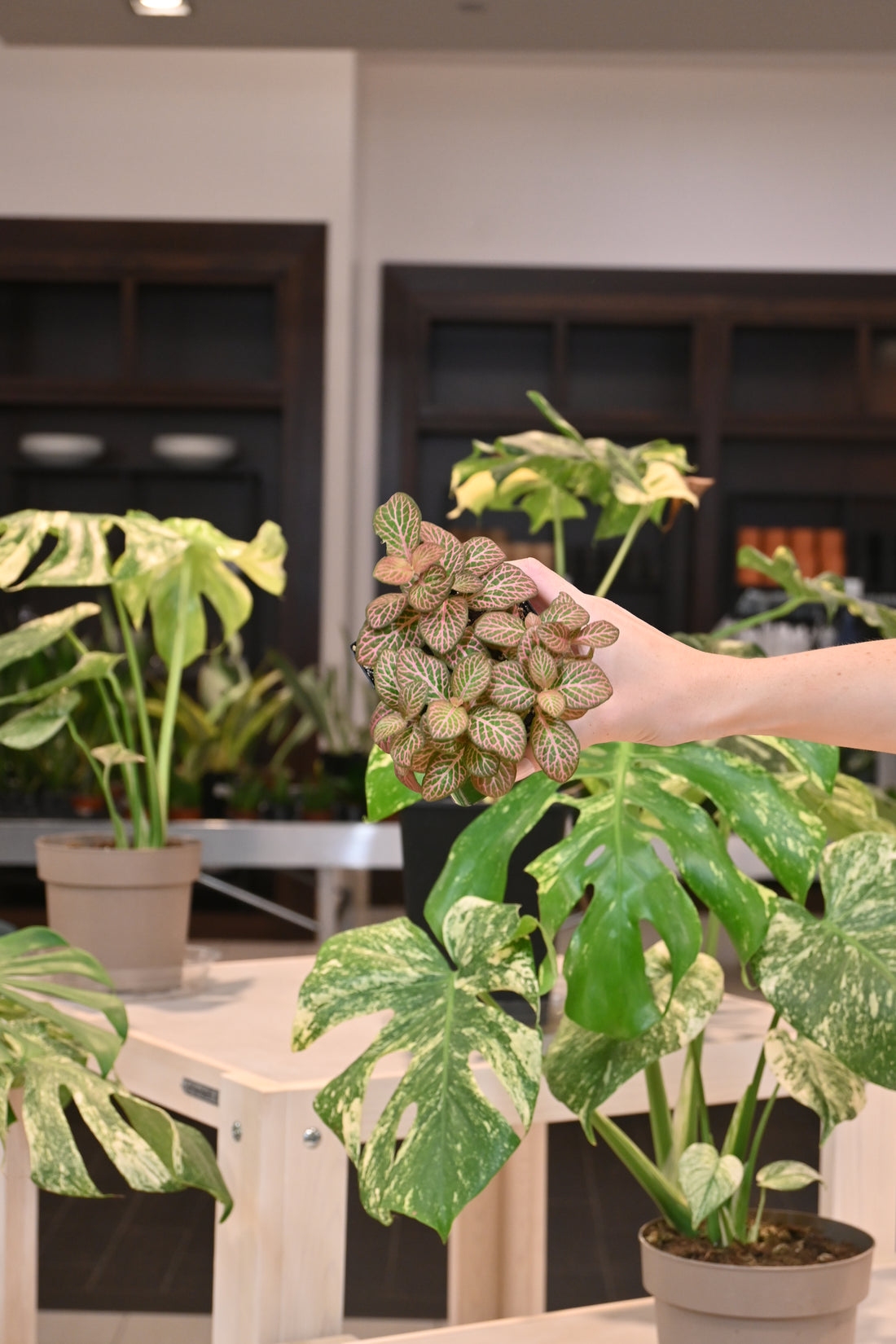 Fittonia Pink