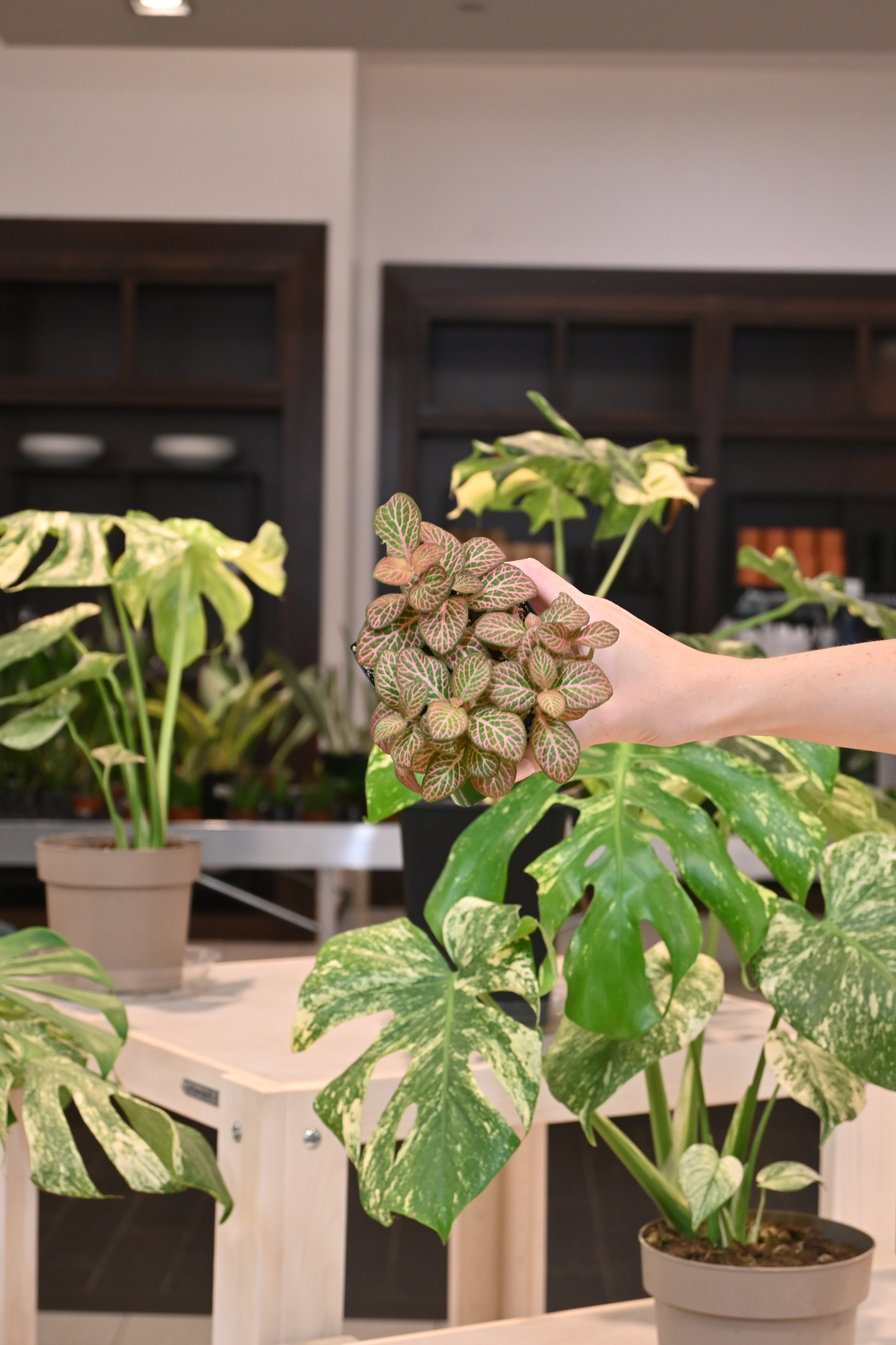 Fittonia Pink