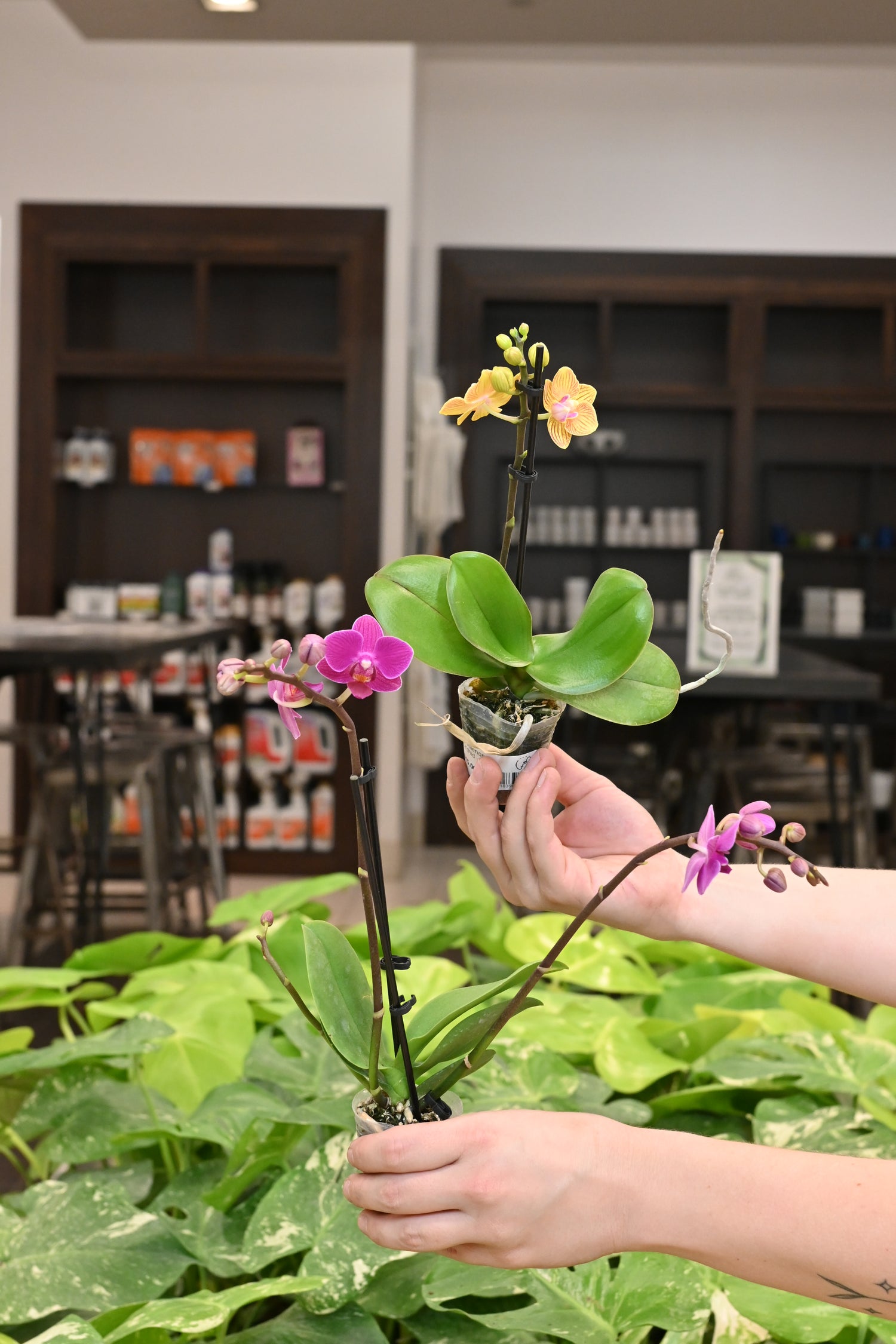 Phalaenopsis Orchid