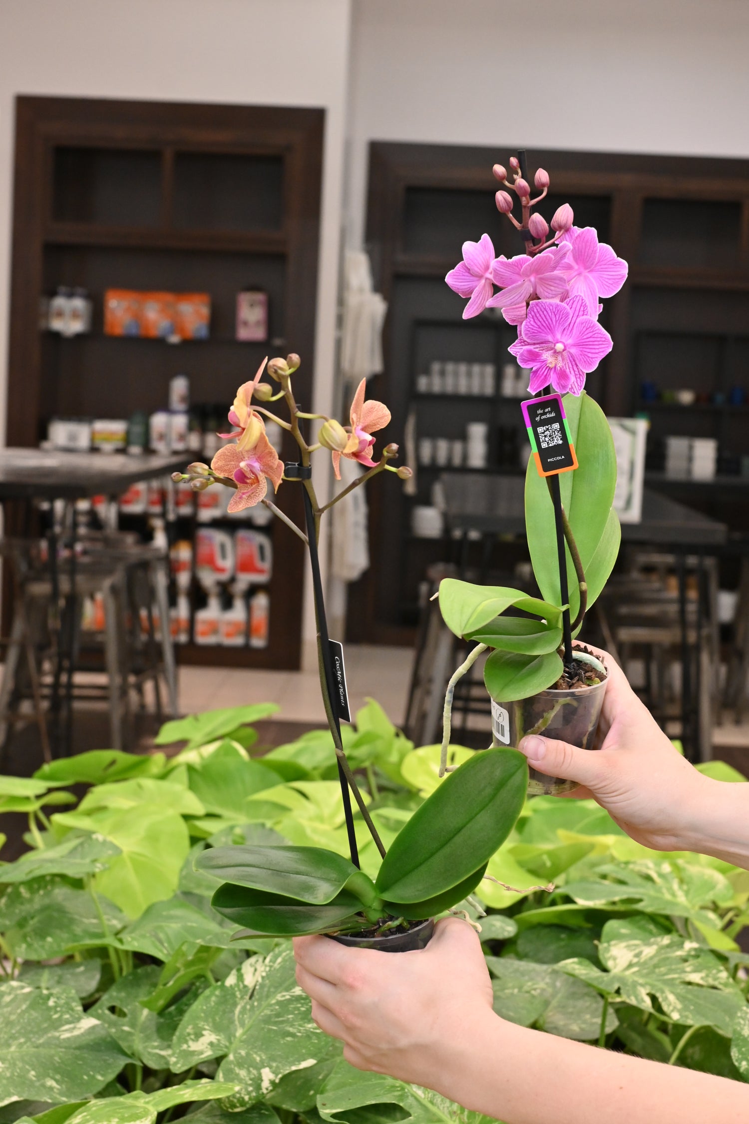 Phalaenopsis Orchid