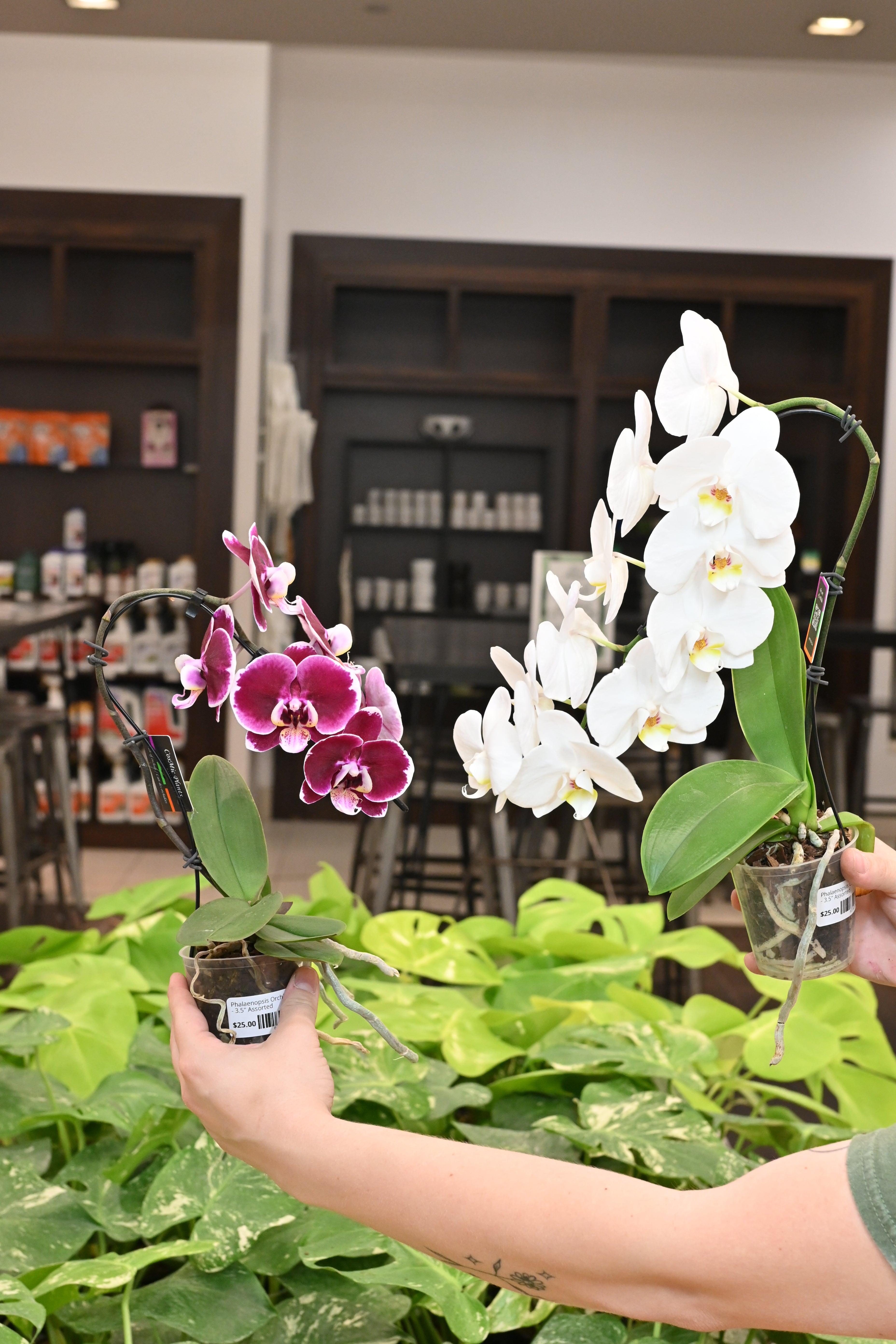 Phalaenopsis Orchid
