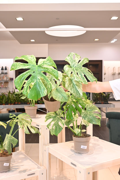 Mint Monstera Large Form