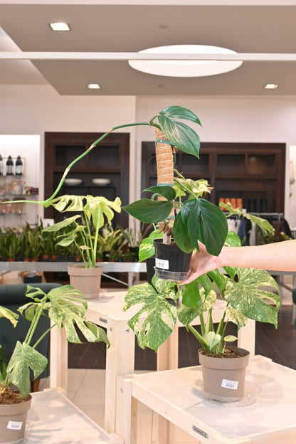 Rhaphidophora Decursiva Variegated