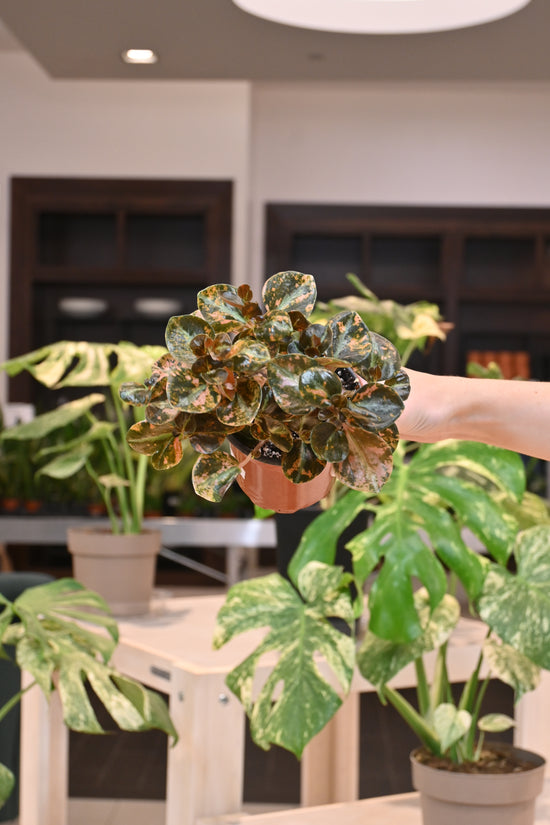 Peperomia Creme Brulee