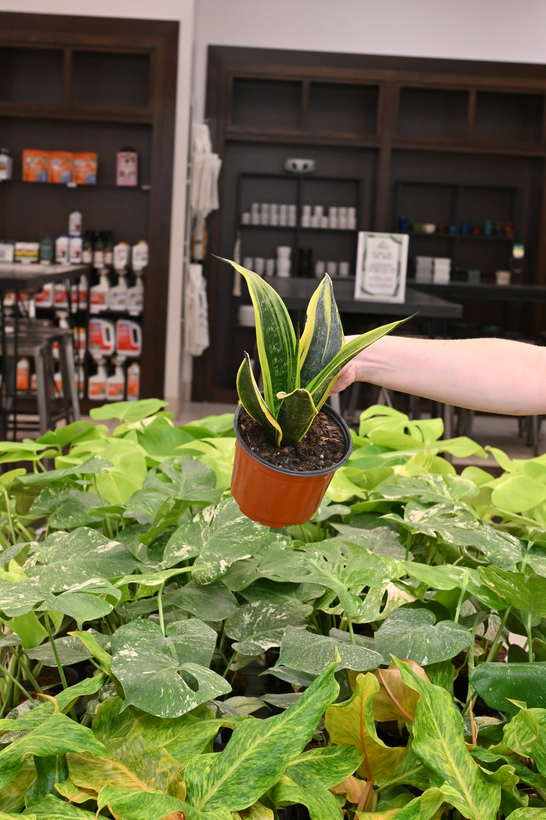 Sansevieria Golden Flame