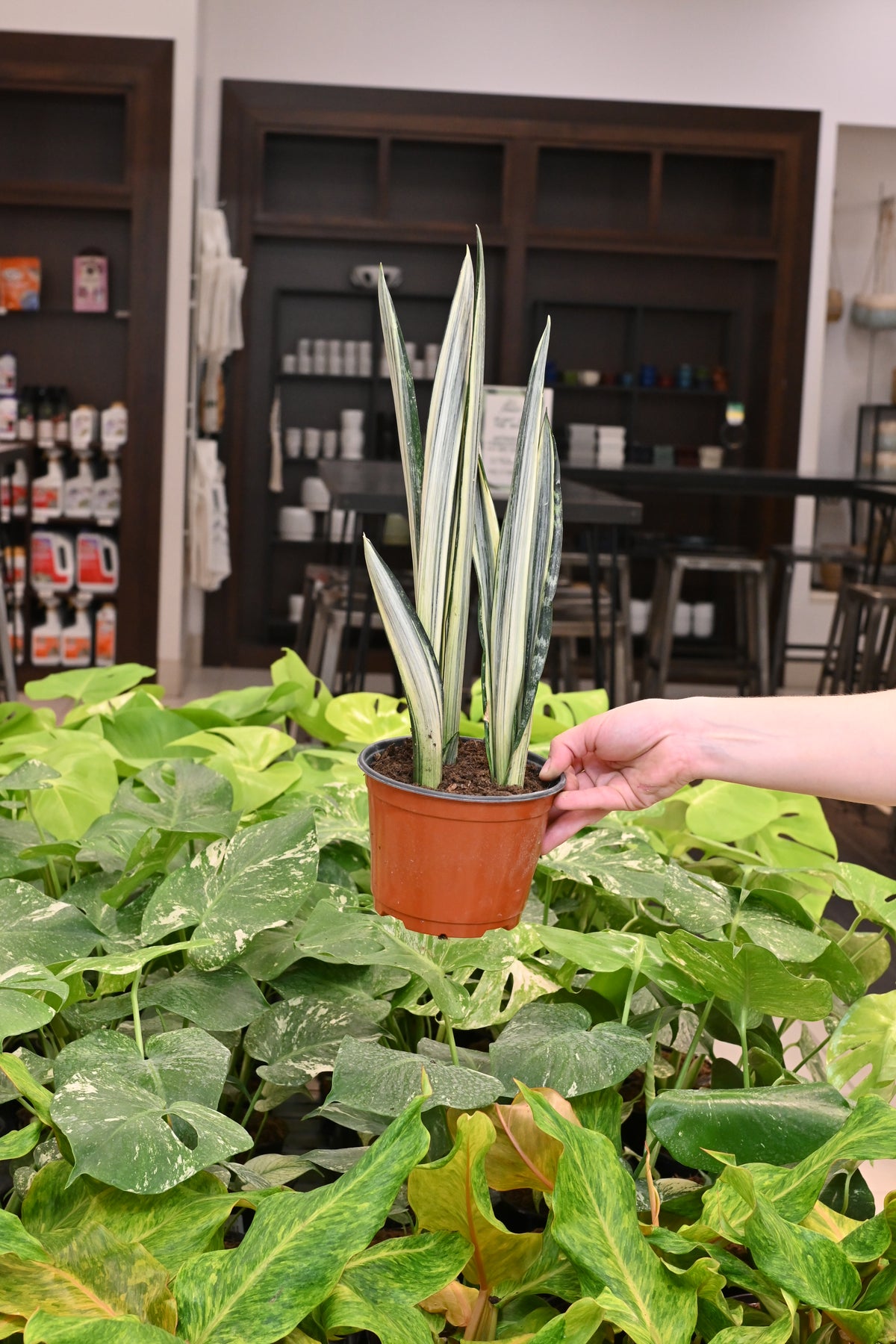 Sanseveria Bantel
