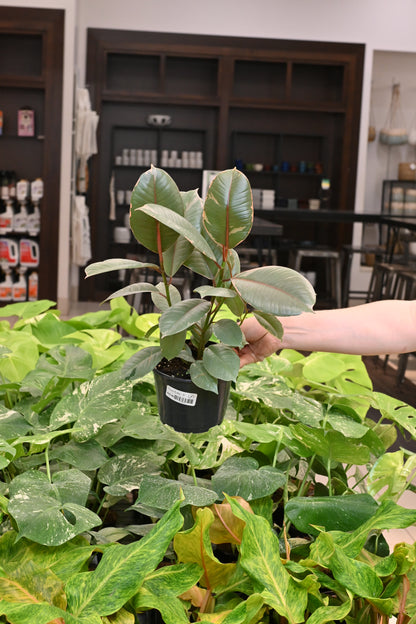 Ficus Ruby