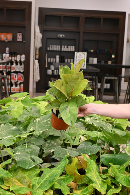 Ficus Shivereana