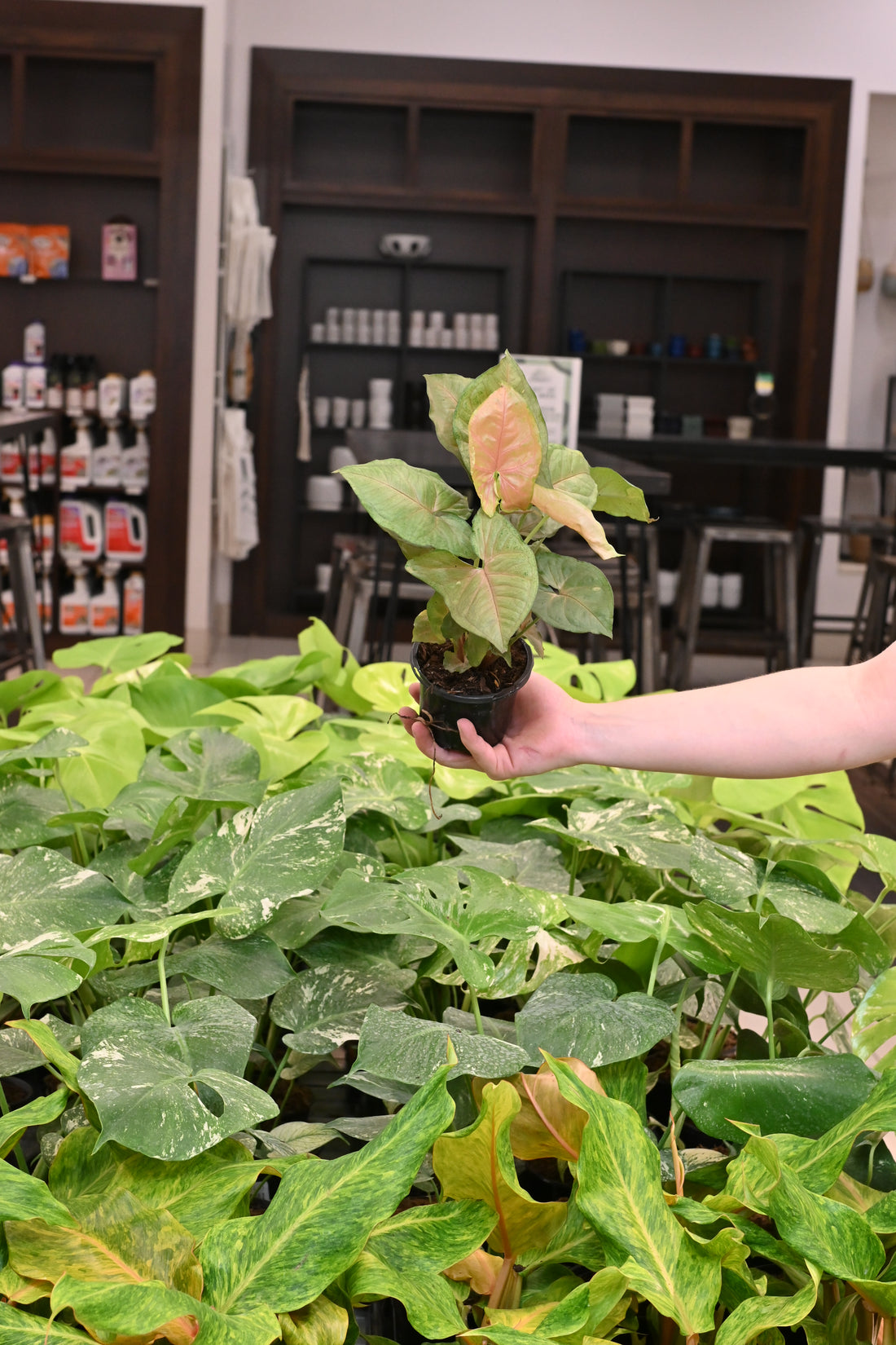 Syngonium Mango Allusion