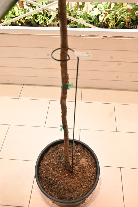 Metal Plant Support